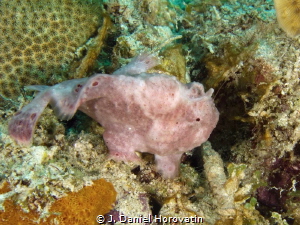 A pink frogfish waits patiently with its baited lure in a... by J. Daniel Horovatin 